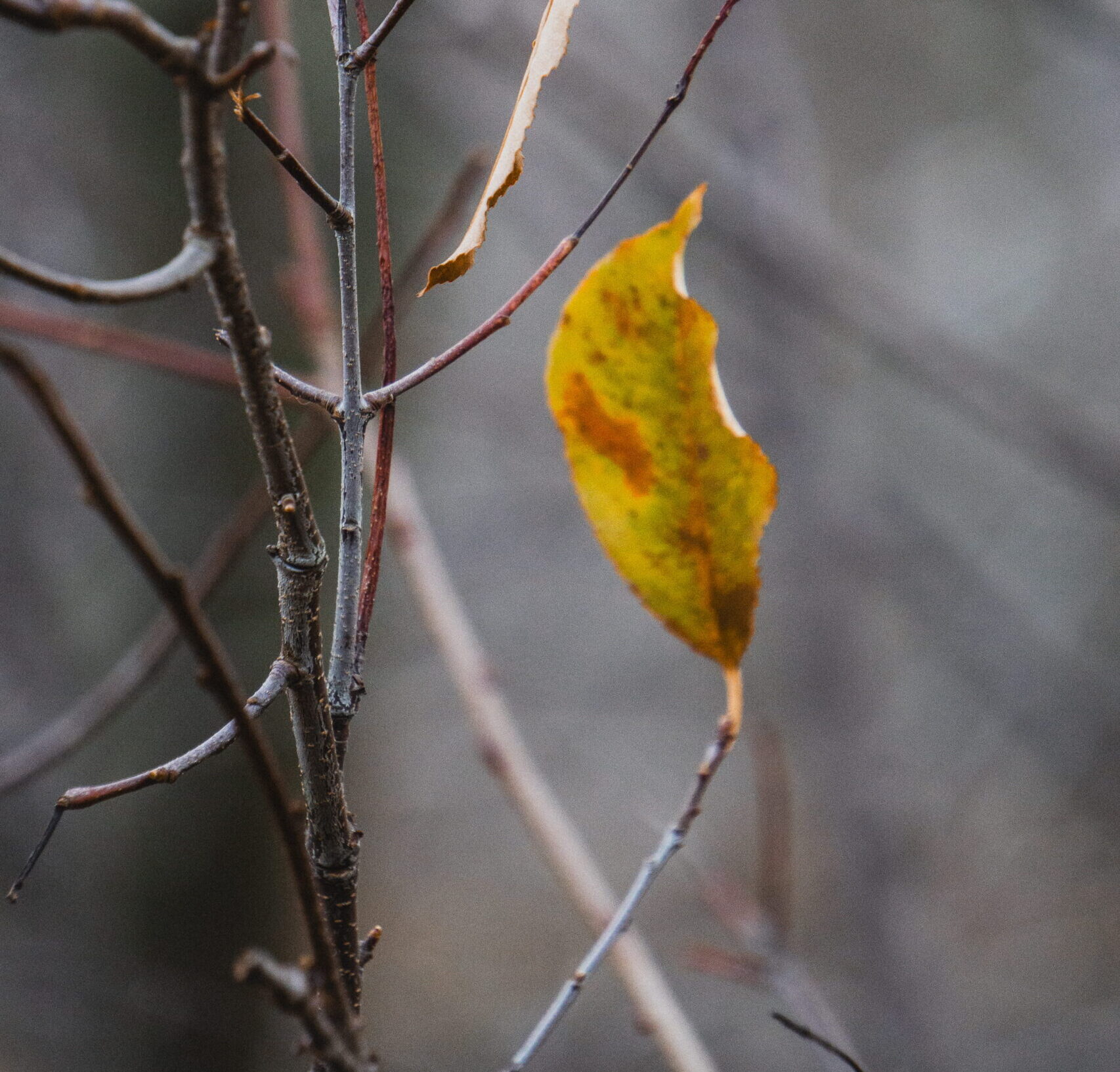 Fotografia i uważność. Dlaczego to może działać